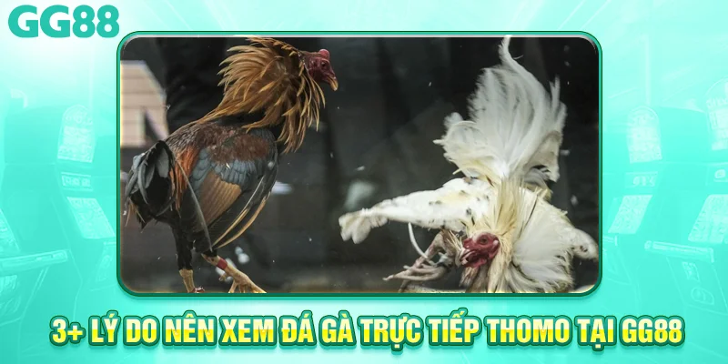 3 ly do nên xem da ga truc tiep thomo 
