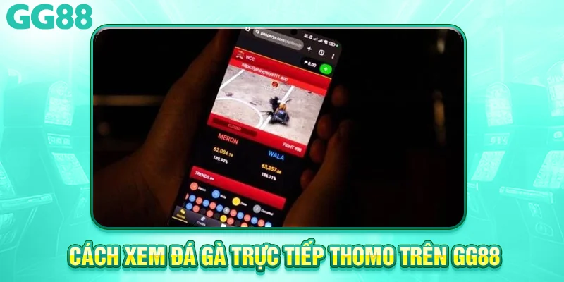 Cách xem đá gà trục tiếp thomo trên gg88 